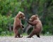 karate-bears.jpg